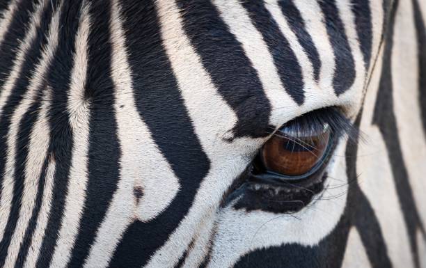 istock Closeup shot of zebra eye 1437484830