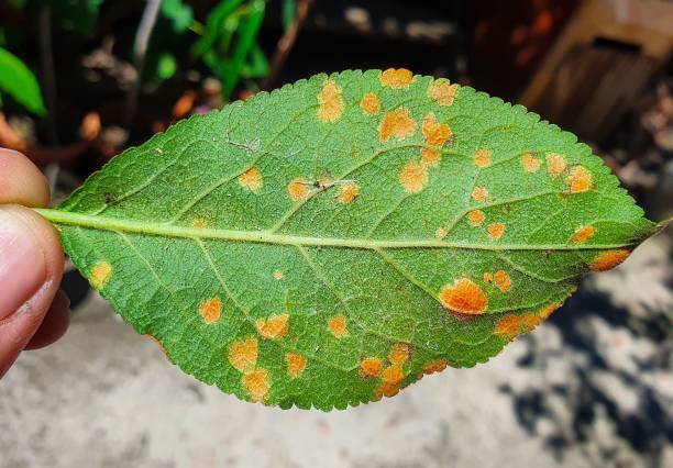 istock a close-up with a diseased apricot leaf 1437484835