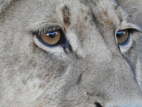 A closeup shot of lion eyes looking sideways - perfect for background