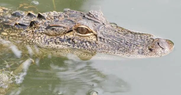 Photo of Closeup shot of the head of a crocodile in the water