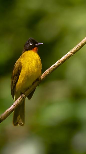 istock Vertical shot of a flame-throated bulbul perched on a branch in daylight 1437485410