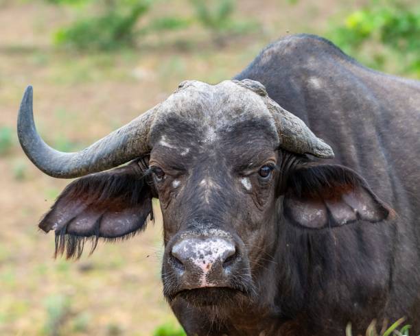 istock Selective focus shot of a buffalo with greenery on the background 1437485429