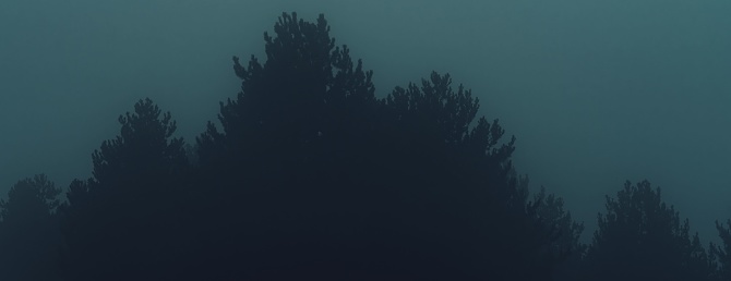 Panoramic image of pinewood forest in fog, dark and moody atmosphere