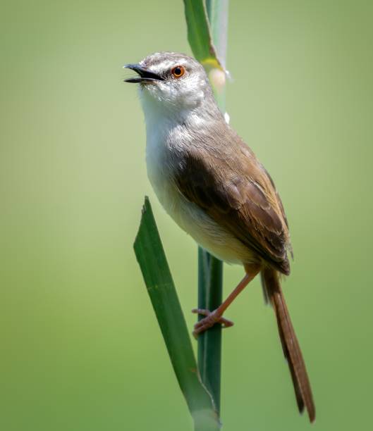 istock Selective focus shot of a Common nightingale on a leaf with greenery on the background 1437485525