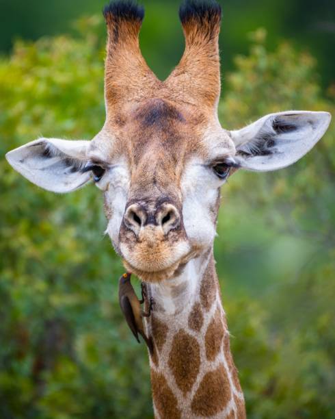 istock Vertical selective focus shot of a giraffe with trees on the background 1437485527