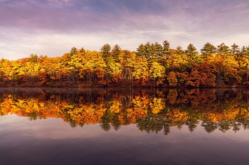 A forest in autumn reflecting on the water