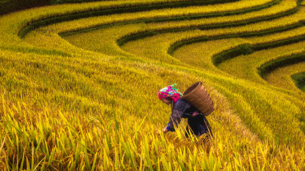 The Black Hmong woman on rice terraces in Mu Cang Chai,Vietnam. The Black Hmong woman on rice terraces in Mu Cang Chai of Yen Bai province in the Northwest region of Vietnam. yên bái stock pictures, royalty-free photos & images