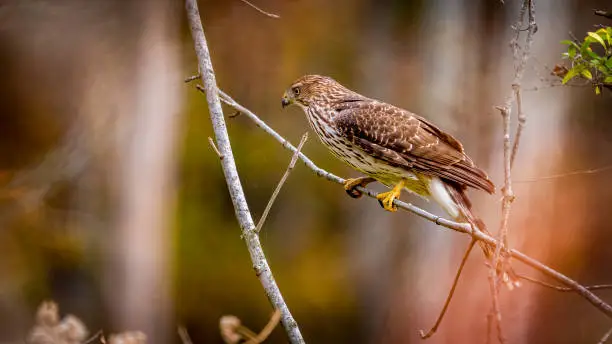 Photo of Goshawk or Coopers Hawk