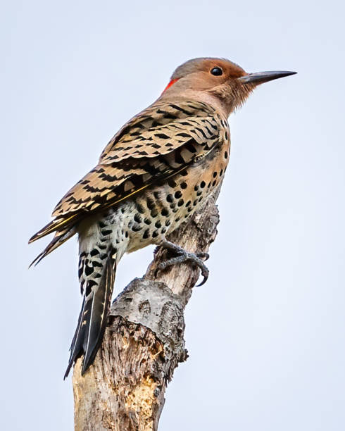 istock Flicker woodpecker on a branch 1437485786