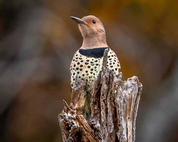istock Flicker woodpecker on a branch 1437485827