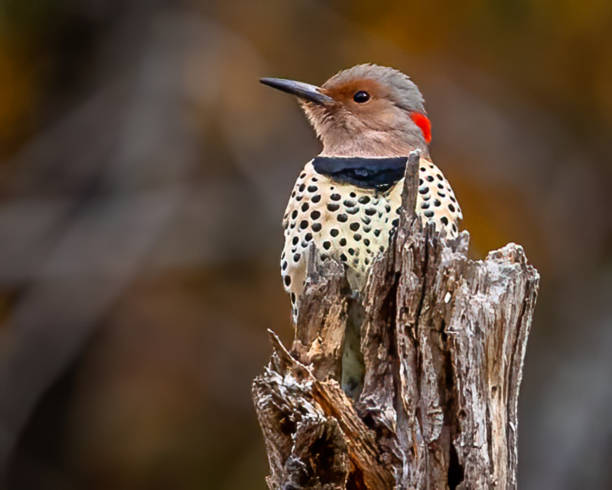 istock Flicker woodpecker on a branch 1437485830