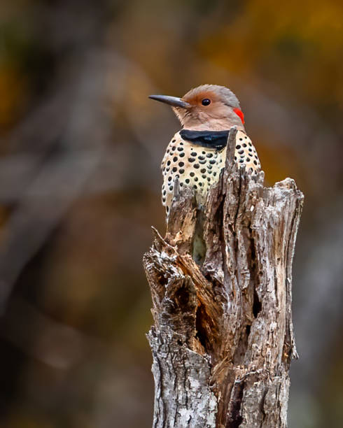 istock Flicker woodpecker on a branch 1437485832