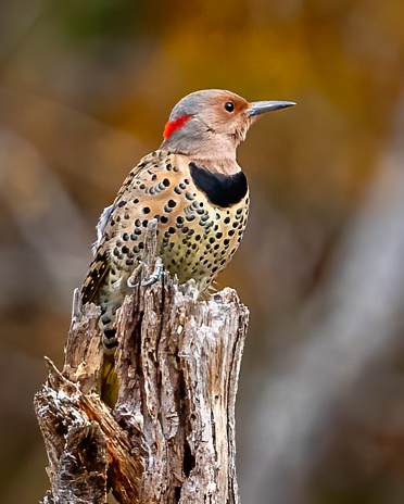 Flicker woodpecker on a branch