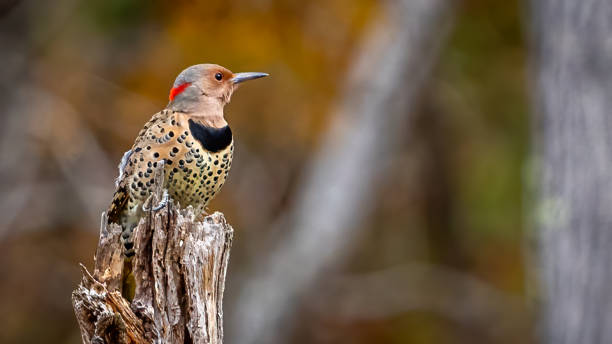 istock Flicker woodpecker on a branch 1437485854