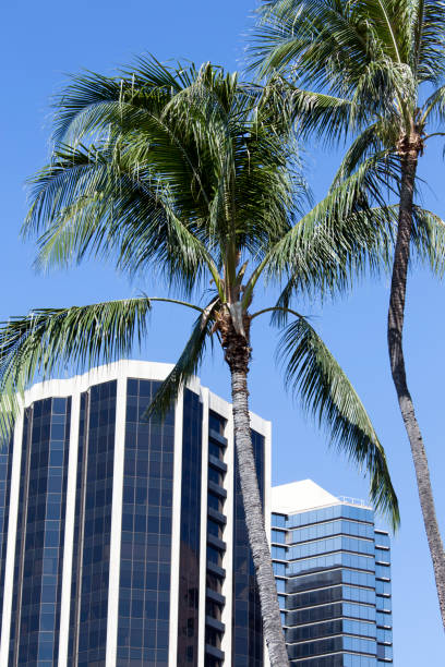 The view of palm trees with Honolulu downtown modern skyscrapers in a background (Hawaii).