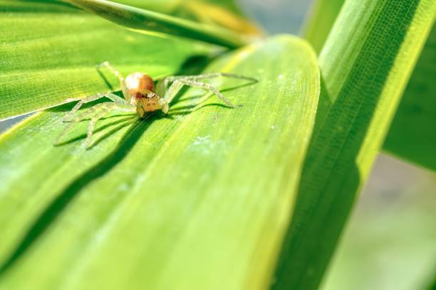 Spider hiding in leafs, in garden. The spiders eyes are string back at you