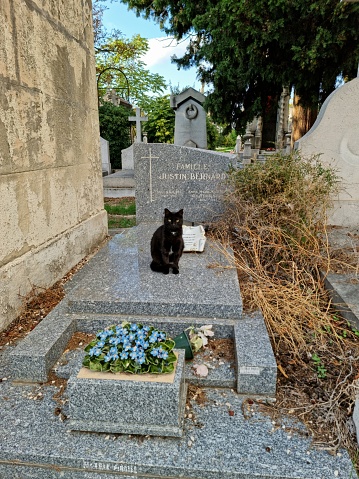 The Cimetière Saint-Pierre (Marseille) is the largest cemetery in the city of Marseille. It was established on 25 September 1855. The image shows al grave with a black cat captured during autumn season.