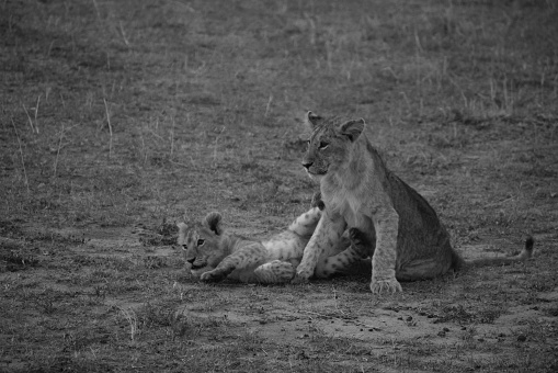Wild animals captured in Masai Mara National Reserve