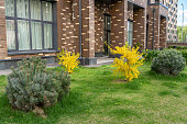 Entrance group of a multi-apartment modern building with a lawn, flowering forsythia bushes and decorative pine trees