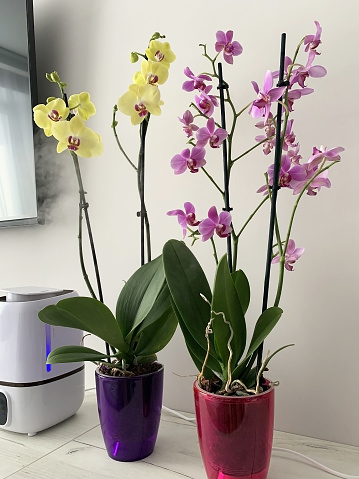 Beautiful tropical orchid flower. Two potted pink and yellow orchids near a humidifier in an apartment design.