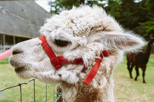 head white llama with bridle on its muzzle, on blurred background of natural park