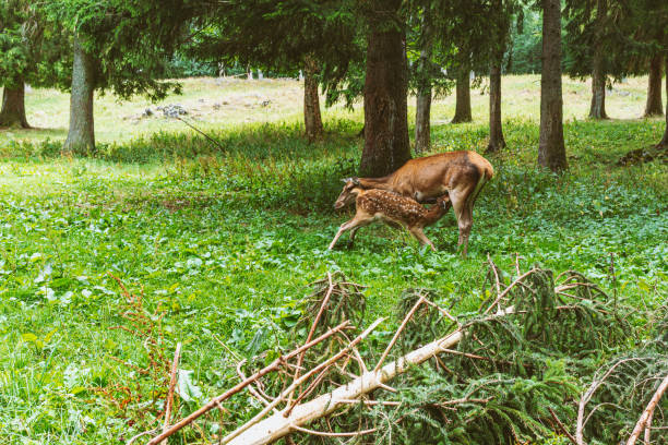 A cute baby deer walks closely behind their parent.