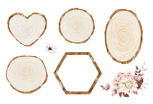 Wood slices set with autumn floral composition. Watercolor illustration isolated on white background. Hand painted wooden cut clipart