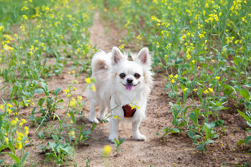 cheerful chihuahua dog walking on summer meadow. white chihuahua puppy. Small dog breeds.