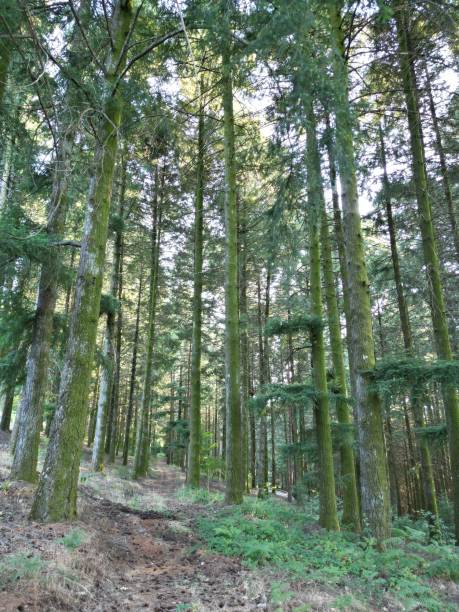 istock Low-angle view of a beautiful forest on a sunny day 1437495969