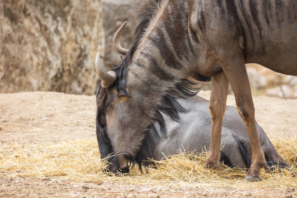 istock gnou bleu en gros plan dans un parc animalier 1437496349
