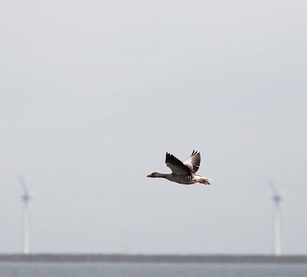 Greylag Goose (Anser anser) in flight