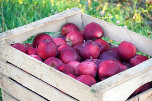 istock red fresh harvested apples in autumn 1437496648