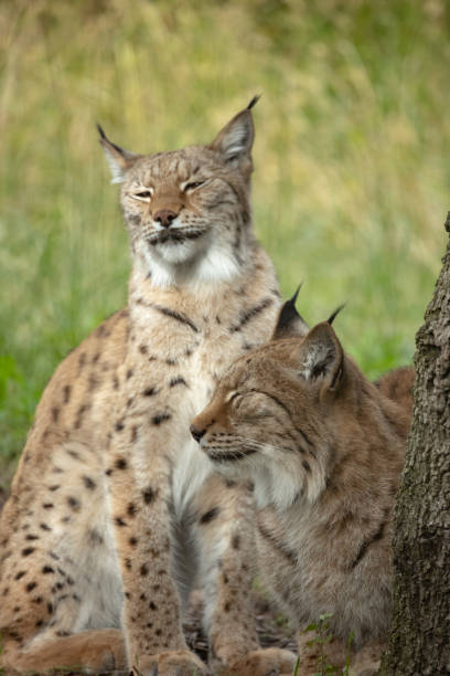 istock Eurasian lynx in close-up 1437496697
