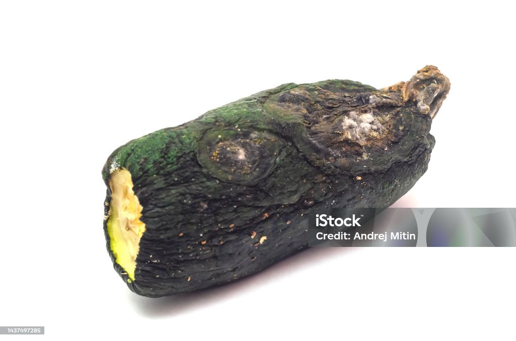 the half of moldy zucchini isolated on white background. Ugly food.The half of moldy zucchini isolated on white background. Agriculture Stock Photo