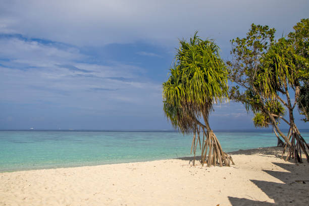 palmen an einem weißen strand. hangnaameedhoo, malediven - screwpine stock-fotos und bilder