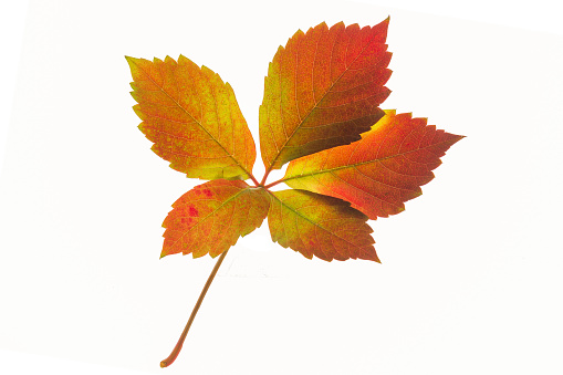 Circle of multicolored autumn maple leaves, on a white background