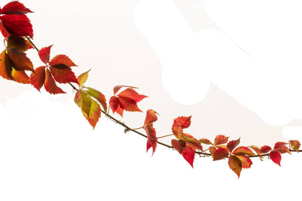 Red yellow leaves ornamental shrubs close-up.