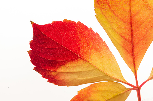 Autumn leaf of Virginia Creeper isolated on white background