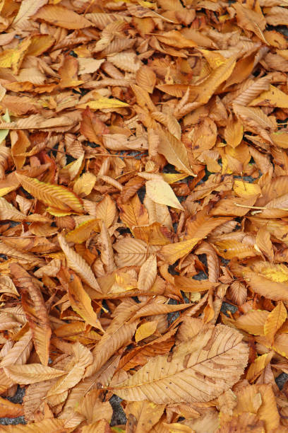 istock Fallen leaves in the woods autumn time 1437498185