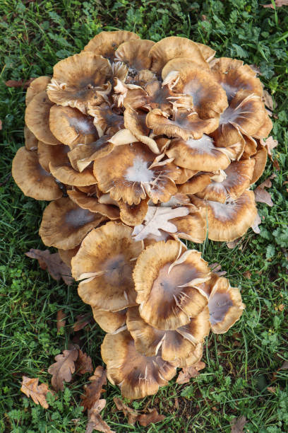 istock Large mushrooms in the woods 1437498188