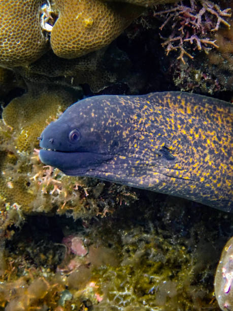 Yellow-edged Moray Eel Yellow-edged Moray Eel yellow margined moray eel stock pictures, royalty-free photos & images
