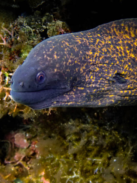 Yellow-edged Moray Eel Yellow-edged Moray Eel yellow margined moray eel stock pictures, royalty-free photos & images