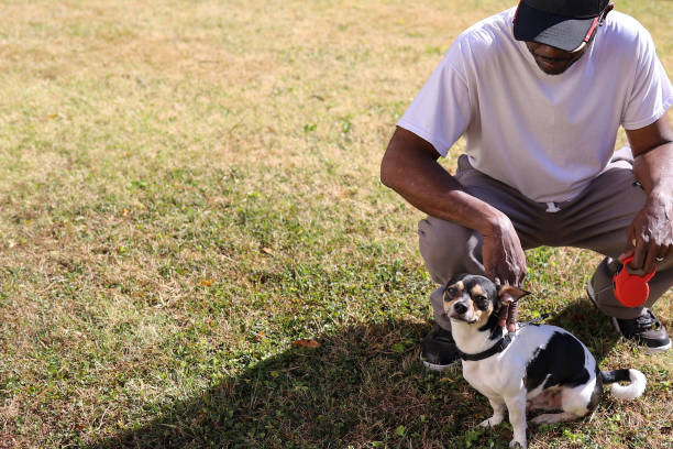 A black man walking a dog