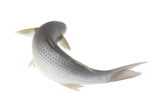 istock Grey mullet fish isolated on white background 1437499930