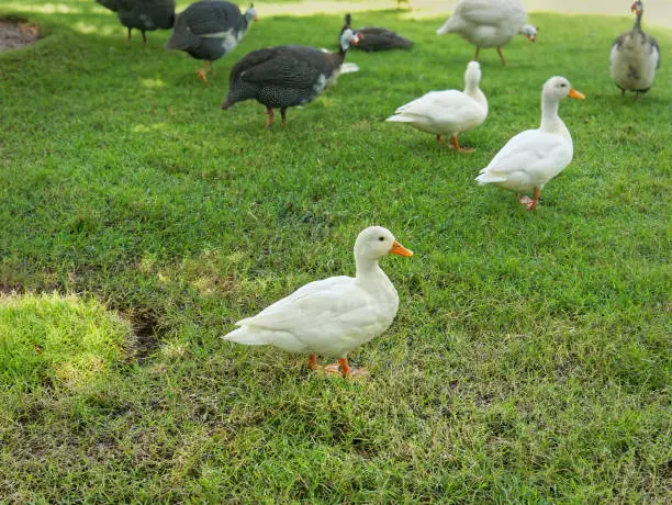White Duck Standing on Green Grass Lawn in the Farm