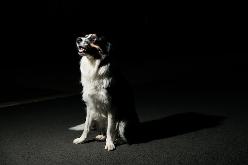A  beautiful and adorable Border Collie dog sitting on the ground and looking at the sky at night