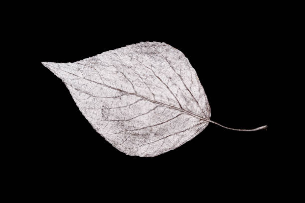 silver leaves isolated on black