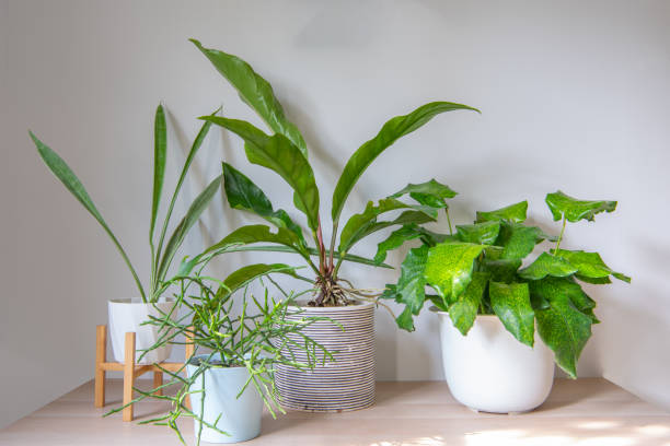 istock composition of home garden interior 1437502241