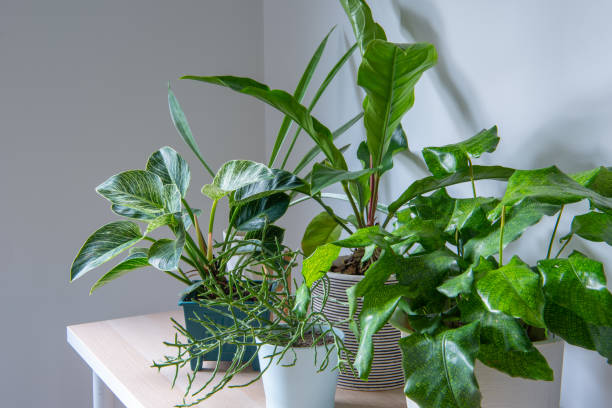 istock composition of home garden interior 1437502270