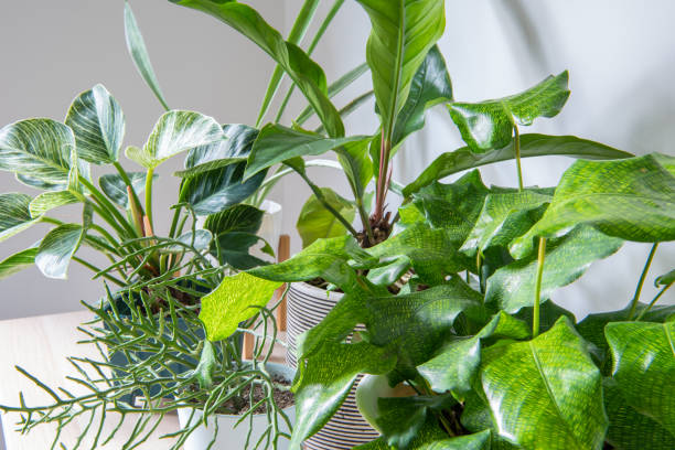 istock composition of home garden interior 1437502273